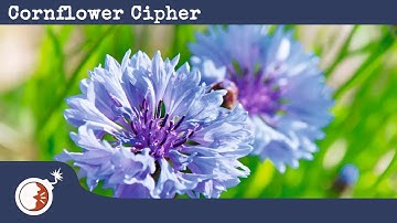 KTaNE  - How to - Cornflower Cipher