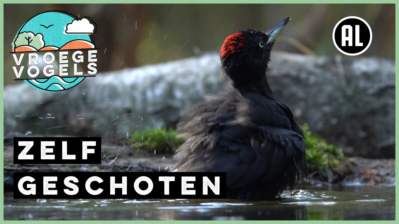 Badderende zwarte specht | Zelf Geschoten | Vroege Vogels