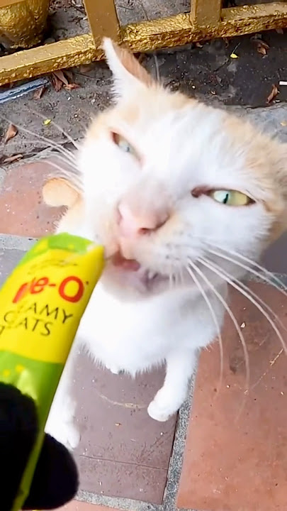 Part 197 | feeding poor stray cats on street abandoned #cute #adoptstrays #cat #catrescue #straycat