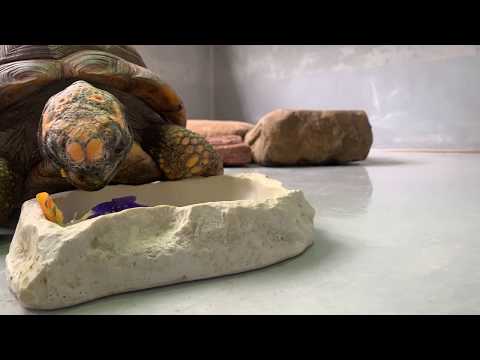 Tortoise Timelapse