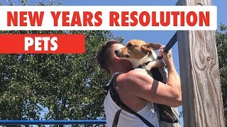 New Years Resolutions Pets | The Pet Collective