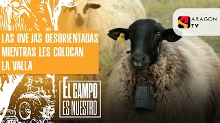 Las ovejas desorientadas mientras les colocan la valla