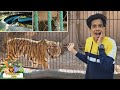 Zooൽ പോയപ്പോൾ എന്റെ പേരുള്ള കടുവ 🔥 Thrissur Zoo