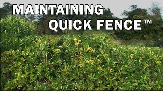 Maintaining Quick Fence™ Viburnum