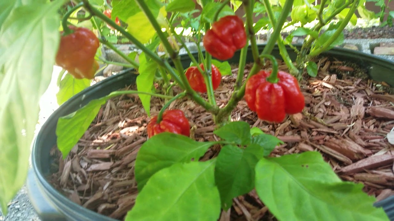 liverpool transfer Gotham City Gardening 04 part 2