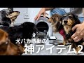 【犬7頭と暮らすおっさん】愛犬家にとっての小さな悩みを全て解決してくれた神アイテム【Petaboo】