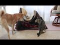 イタズラが過ぎて犬にガチで怒られてしまう猫達。