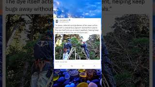 Japanese Indigo Clothing The Natural Bug Repellent