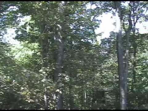 Maryland's highest point, Backbone Mountain