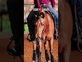 748 LBS BET ON A SHARON Reining 2021 Available For More Info 39 329 0575 174 