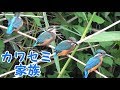 カワセミの父鳥と５羽の雛　野川のカワセミ家族の様子をまとめました！