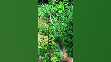 The bamboo that is taken must have branches removed at each boundary #shorts