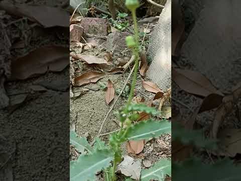 Grass Plant
