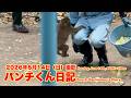 パンチくん日記【2026年6月14日撮影】今日もわちゃわちゃ 市川市動植物園 Punch the monkey 【Punch the monkey's video in June 14, 2026】