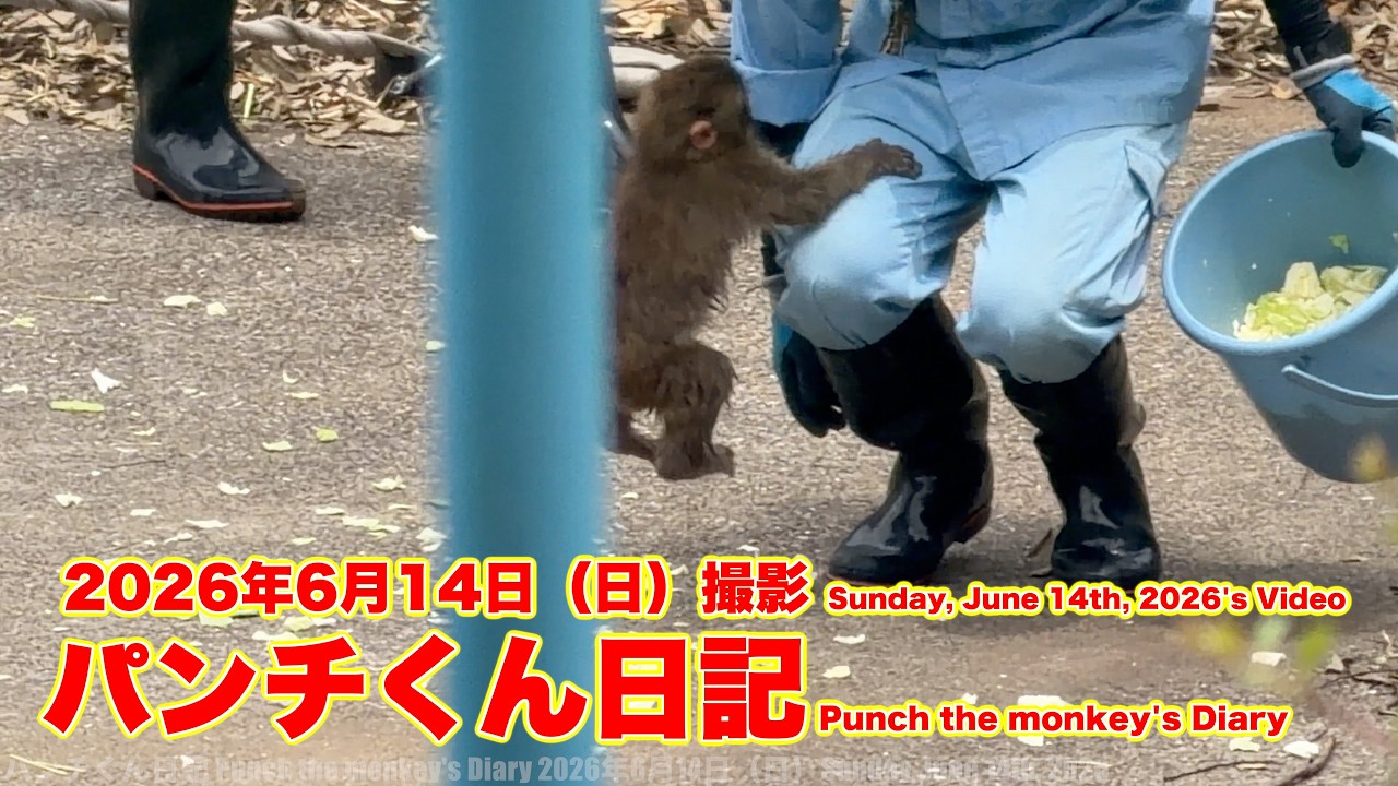 パンチくん日記【2026年6月14日撮影】今日もわちゃわちゃ 市川市動植物園 Punch the monkey 【Punch the monkey's video in June 14, 2026】