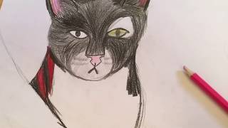 Draw realistic Ravenpaw progress// I’m learning, it’s my first try of realistic art