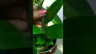 indor plant #ytshort video #treding