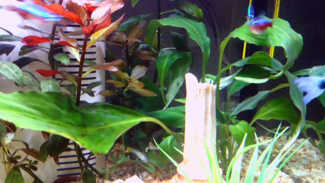 Acquario tropicale d'acqua dolce da 65 litri - YouTube