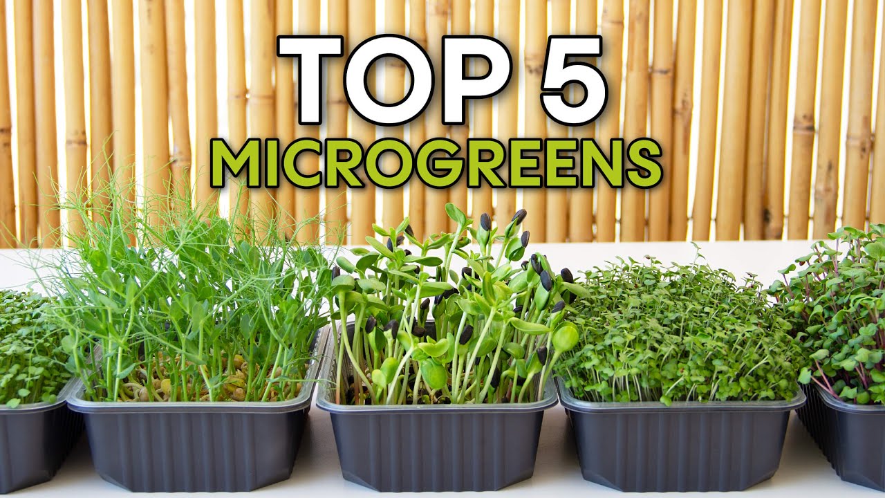 Top 5 Microgreens You Can Grow at Home Without Soil