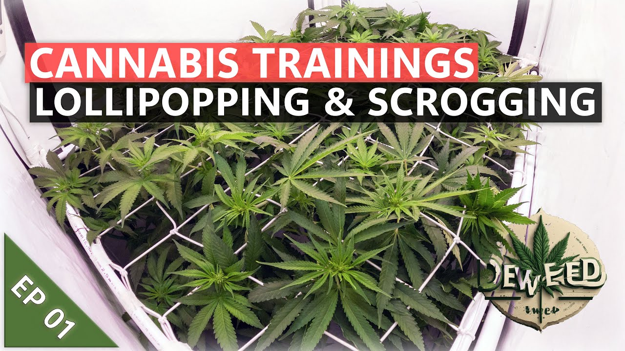 Cannabis Trainings EP01 - Lollipopping und Scrogging