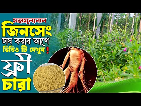 ভিডিও: জিনসেং কেন চলতে পারে?