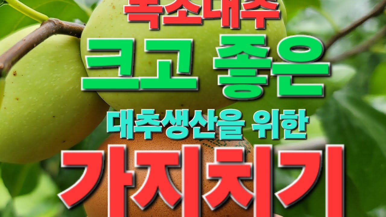 복조대추, 가지치기 /Jujube Fruit