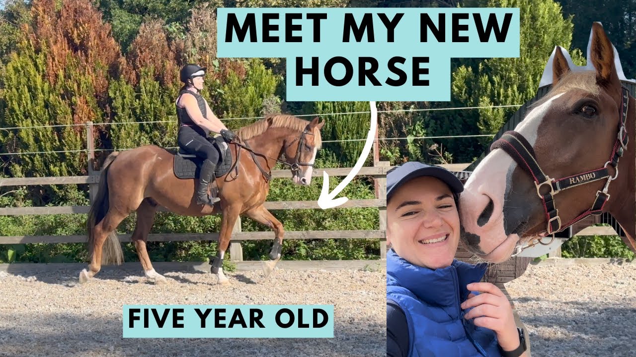 A New Chapter Begins - Meet My New Five Year Old Horse