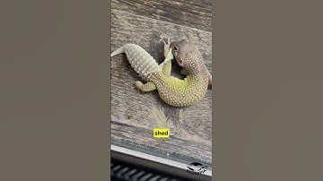 Why some leopard geckos struggle with shedding
