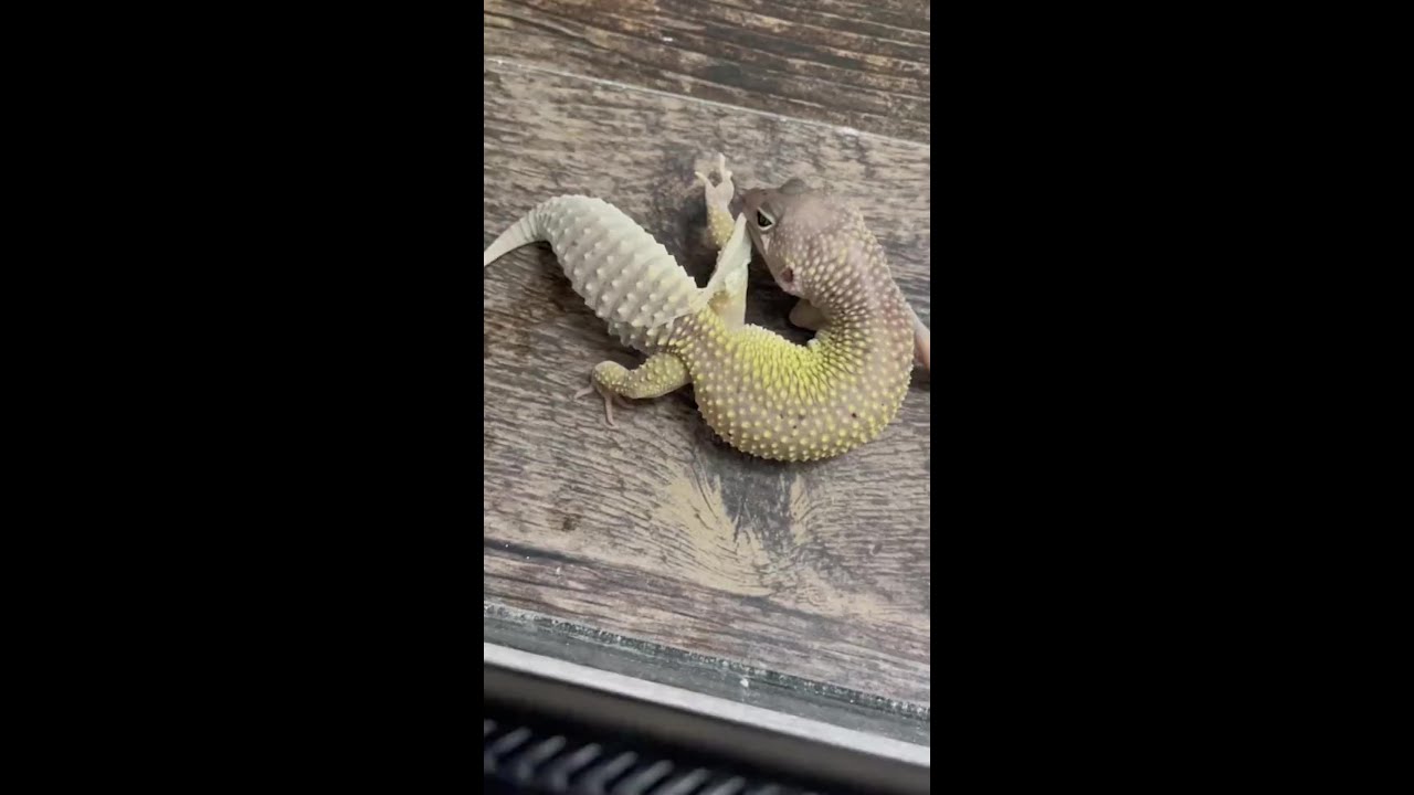 Why some leopard geckos struggle with shedding