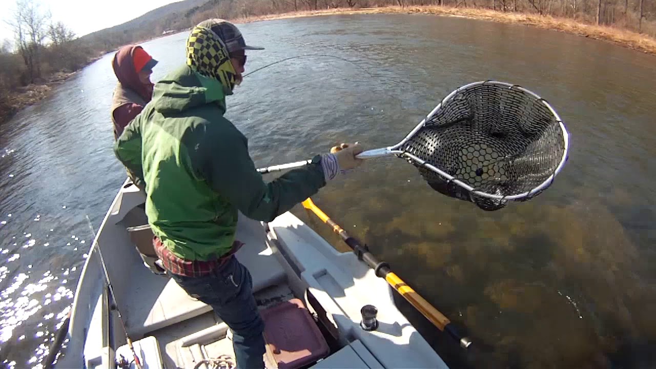 West Branch Delaware Brown Trout Fishing YouTube