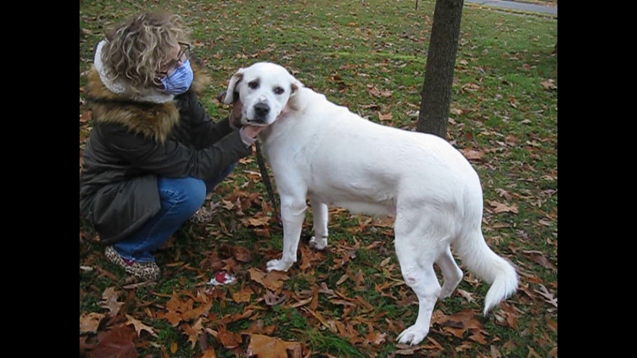 Sadie Happy Dog Rescue YouTube