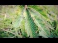 #5383, Planta mimosa cerrandose a causa del viento [Efectos], Flora y naturaleza intervenida