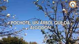 Pochote: un árbol que da algodón