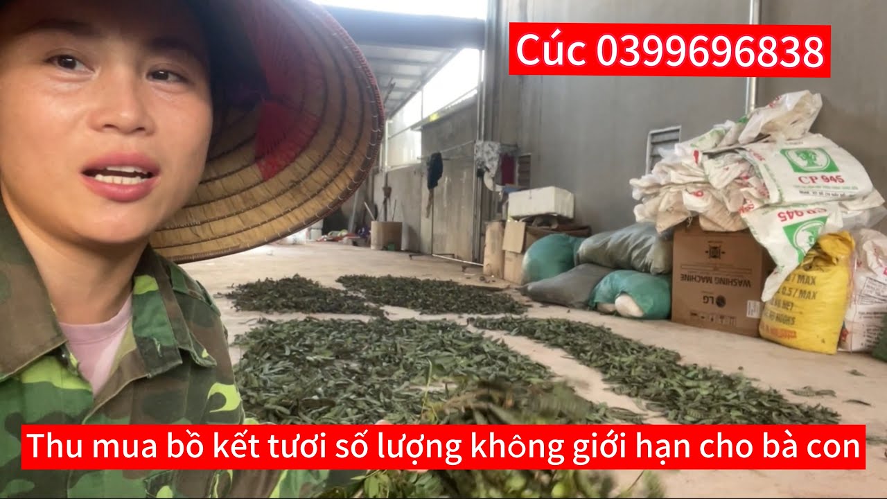 Thu mua quả Bồ kết không giới hạn số lượng cho bà con |#nhavuonthucuc #0399696838