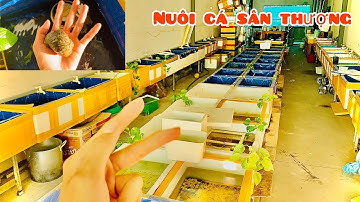 Tận dụng sân thượng nuôi Guppy | Mô hình thùng xốp siêu VIP
