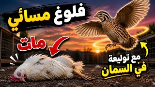 فلوغ مسائي للأسف مات ديك واحد وتوليعة في السمان