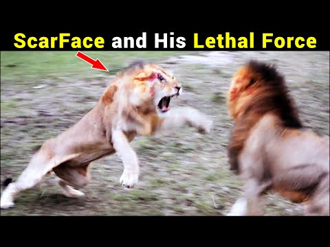 Meet King Scarface | The World's MOST FAMOUS Lion | The Legend of Maasai Mara