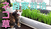 貝殻草の花16 Youtube