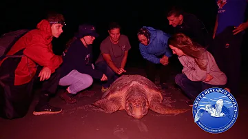 Caretta Research Project Overview 2018