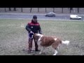 Московская сторожевая.  Видео урок с молодой собакой.