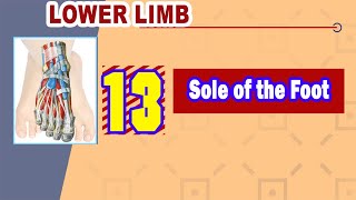 𝟏𝟑. 𝐒𝐨𝐥𝐞 𝐨𝐟 𝐭𝐡𝐞 𝐟𝐨𝐨𝐭 (𝐩𝐥𝐚𝐧𝐭𝐚𝐫 𝐟𝐚𝐬𝐜𝐢𝐚, 𝐥𝐚𝐲𝐞𝐫𝐬 𝐨𝐟 𝐦𝐮𝐬𝐜𝐥𝐞𝐬, 𝐚𝐧𝐝 𝐩𝐥𝐚𝐧𝐭𝐚𝐫 𝐧𝐞𝐫𝐯𝐞𝐬 𝐚𝐧𝐝 𝐯𝐞𝐬𝐬𝐞𝐥𝐬)