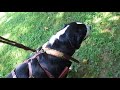 Greater Swiss Mountain Dog carting wood B の動画、YouTube動画。