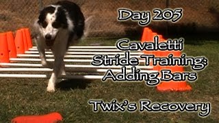 Day 205: Cavaletti Stride Training - 3rd Step