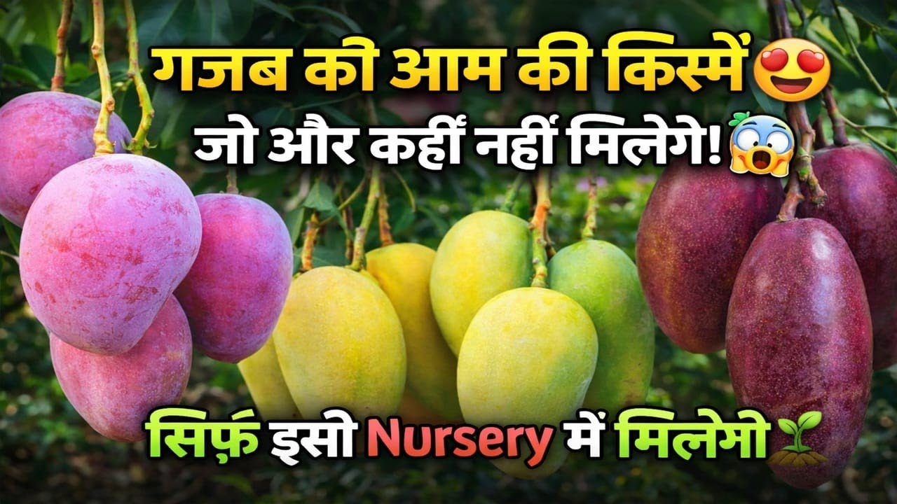 मलिहाबाद की सबसे बेस्ट नर्सरी जहां मिलते हैं एक से बढ़कर एक एग्जॉटिक फ्रूट प्लांट.