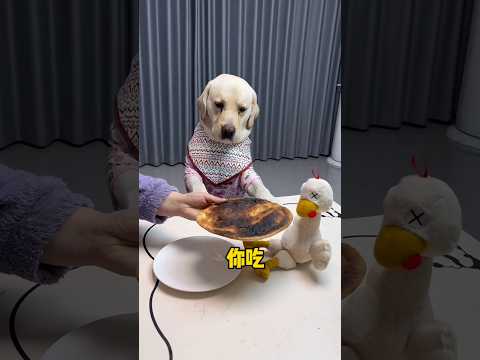 O my god😂😇🥰🐕#youtubeshorts #labrador #shorts #pitbull #dog