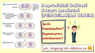 REPRODUKSI BAKTERI SECARA ASEKSUAL (PEMBELAHAN BINER)