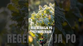Ochrona przed i regeneracja roślin po przymrozkach - GrowFast #nabosso #ogrodnictwo #uprawa #rośliny