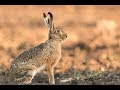 Photographing from an improvised hide | Wildlife Photograhy