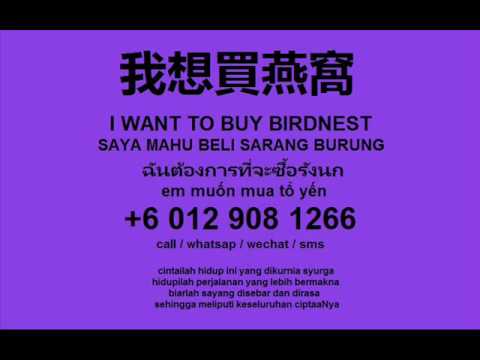 suara sarang burung walet ( swiftlet sound ) 燕窝