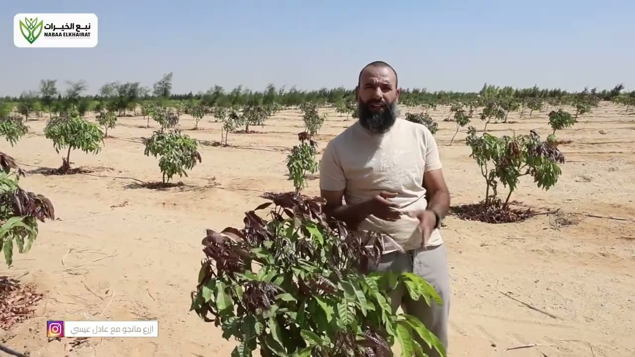 The Ultimate Guide to Mango Tree Pruning & Post-Harvest Care | Grow Mangos